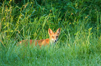 red fox