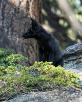 black phase of red fox. Black fox kits.