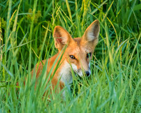 red fox