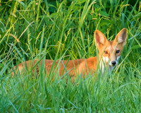 red fox