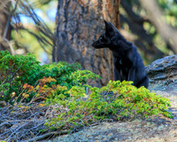 black phase of red fox. Black fox kits.