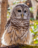 barred owl