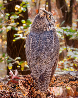 owls