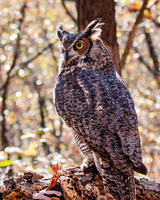 great horned owl