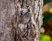 eastern screech owl