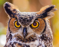 great horned owl