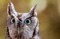 eastern screech owl