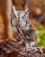 eastern screech owl