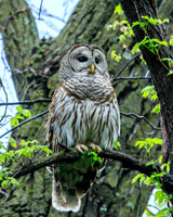 barred owl