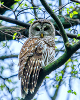 barred owl