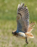 burrowing owl