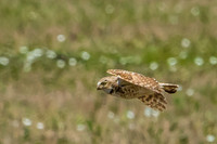 burrowing owl