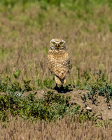 burrowing owl