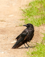 American crow