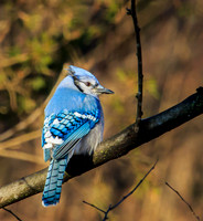 blue jay