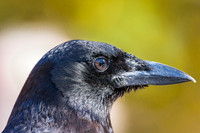 American crow