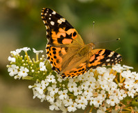 Butterflies