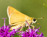 tawny edged skippers on ironweed