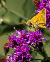 tawny edged skippers on ironweed
