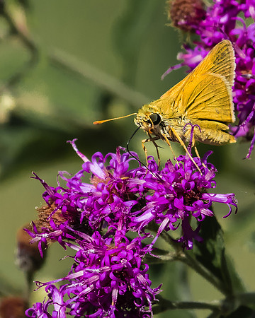 tawny edged skippers on ironweed