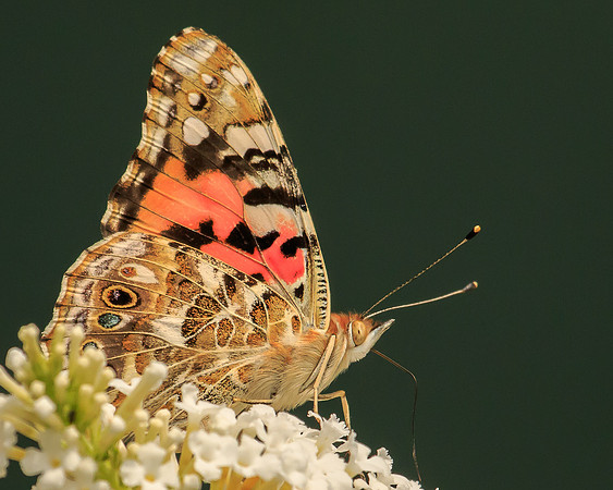 painted lady