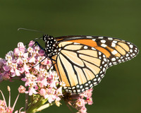 monarch butterfly