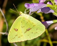 Clouded sulpher butterfly on obedient plant