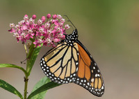monarch butterfly