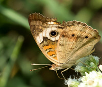 common buckeye butterfly