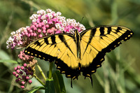 eastern tiger swallowtail on milkweed