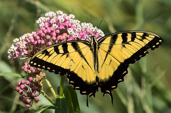 eastern tiger swallowtail on milkweed