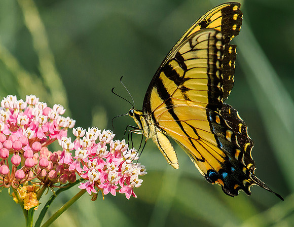 eastern tiger swallowtail on milkweed