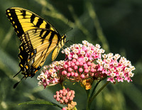 eastern tiger swallowtail on milkweed