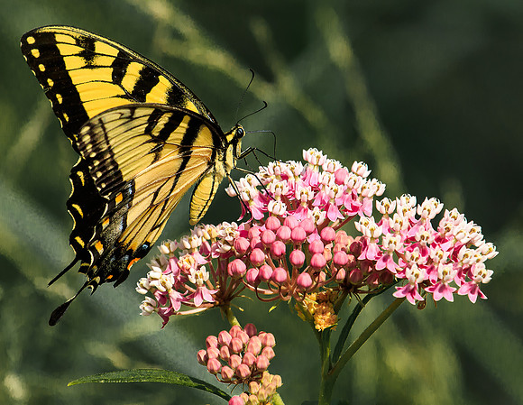 eastern tiger swallowtail on milkweed