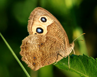 wood nymph butterfly