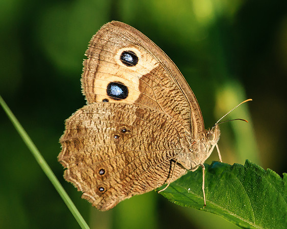 wood nymph butterfly