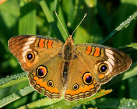 common buckeye butterfly