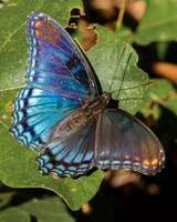 red-spotted purple butterfly