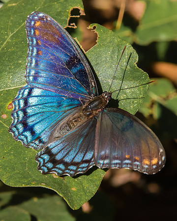 red-spotted purple butterfly