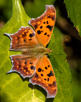question mark butterfly
