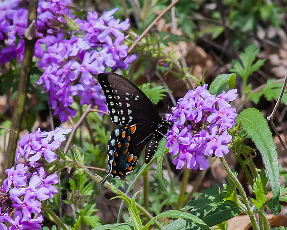 spicebush swallowtail on rose verbena