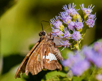 silver-spotted skipper