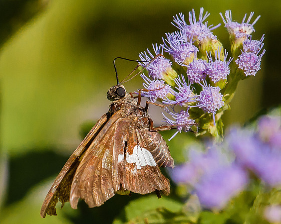 silver-spotted skipper