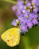 little yellow butterfly