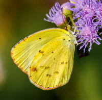 little yellow butterfly