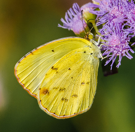little yellow butterfly