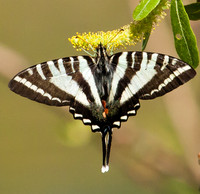 zebra swallowtail
