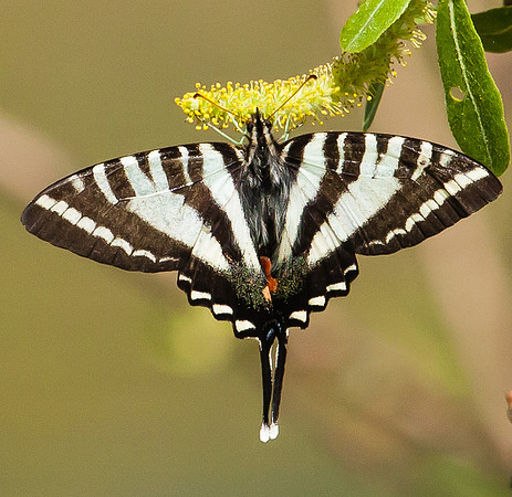 zebra swallowtail