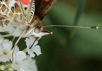 painted lady