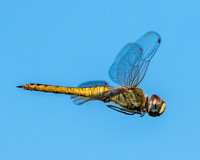 wandering glider